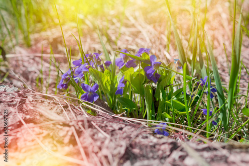 Close-up of fragile flowers of a sweet violets with green leaves on a sunny day in spring.