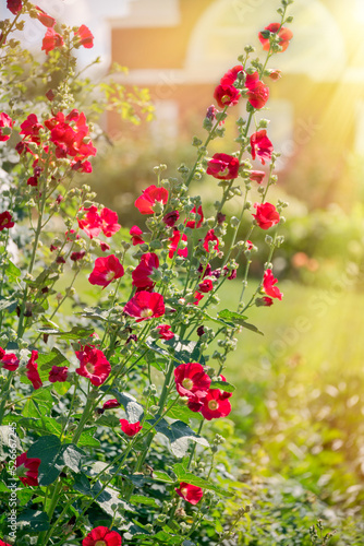 A shrub of a alcea rosea or common hollyhock with red flowers in sun beams.