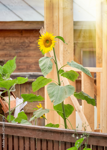 Yellow sunflower with light rays against wooden house.