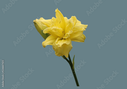 Yellow daylily flower. photo