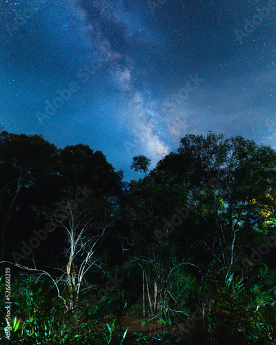 Night scene milky way background,Trees Against Sky At Night