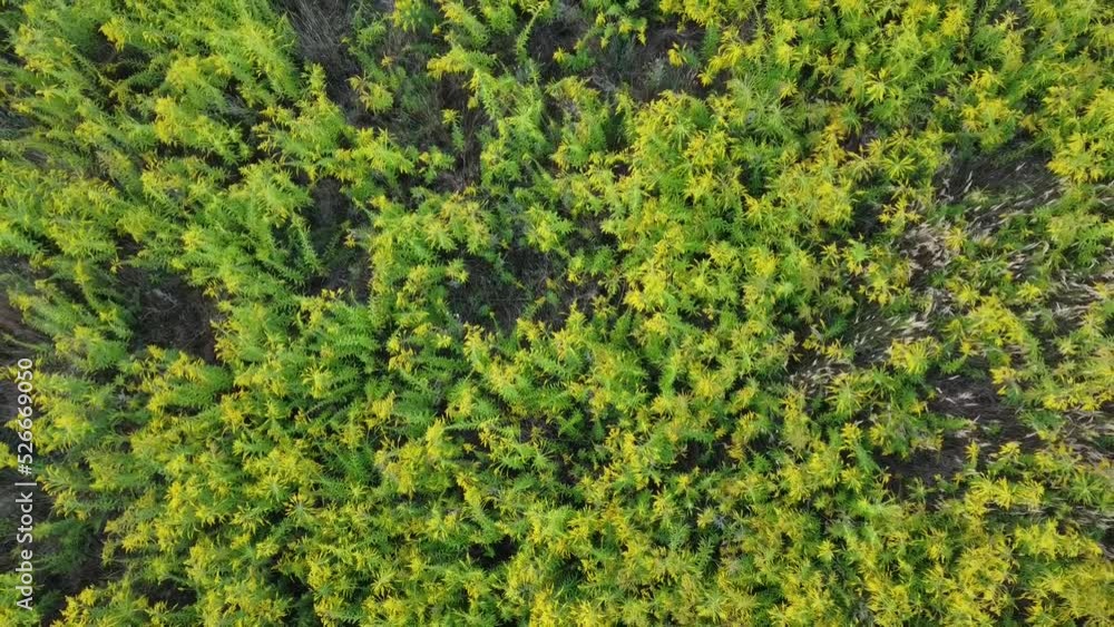 Field covered with Canadian Goldenrod - view from the drone Field covered with Canadian Goldenrod - view from the drone
