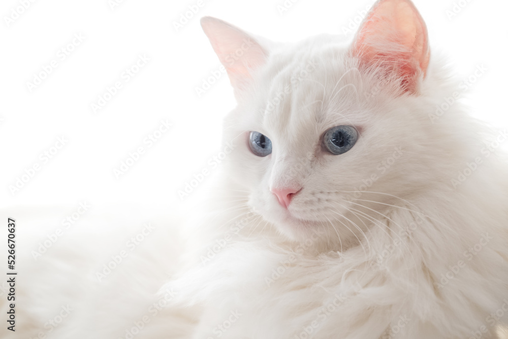 Portrait of white fluffy cat with blue eyes