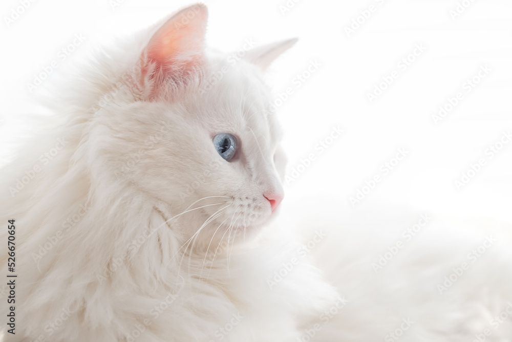 Portrait of white fluffy cat with blue eyes Portrait of white fluffy cat with blue eyes
