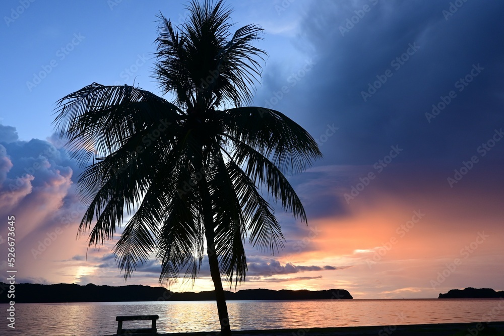 Palm tree and Sunset in Palau. Clouds developing. 