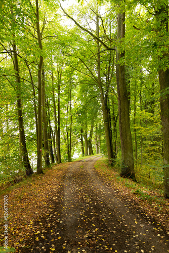 Forest path road in summer, Czech Republic © Sergey Fedoskin