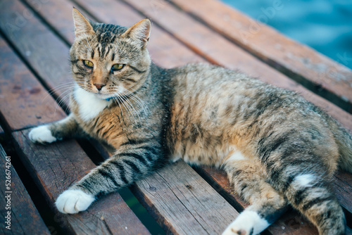 A laid-back cat with yellow eyes lies on a wooden pier on sunset, gray tabby cat