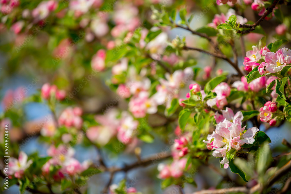 Spring blooming sakura trees. Pink flowers Sakura Spring landscape with blooming pink tree. Beautiful sakura garden on a sunny day.Beautiful concept of romance and love with delicate flowers.