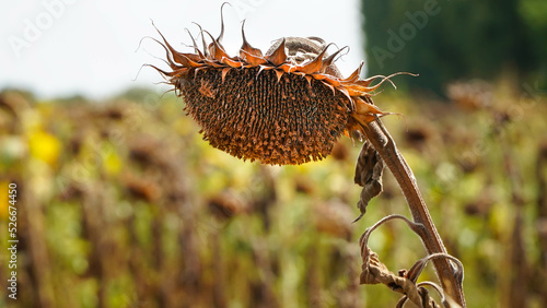 Sunflower. sunflower crop affected by drought. drought in agriculture.