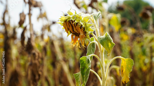 Sunflower. sunflower crop affected by drought. drought in agriculture.