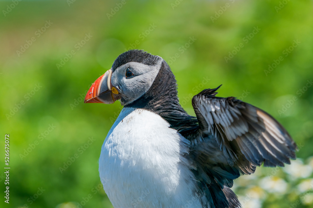 Atlantic puffin (Fratercula arctica) on Skomer Island, Wales Atlantic puffin (Fratercula arctica) on Skomer Island, Wales