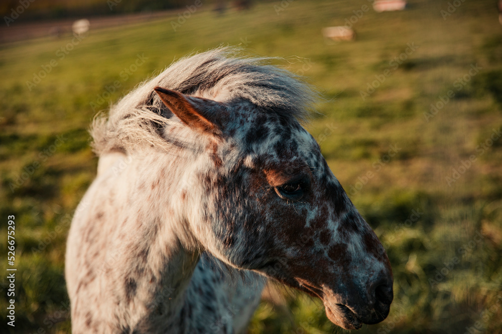 Horse with brown spots at sunset Horse with brown spots at sunset