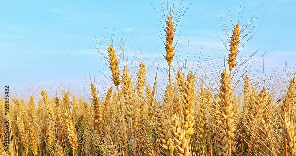 Ripe wheat field nature scenery in summer. Agricultural scene. Yellow ears of wheat swaying in the wind. Ripe wheat field nature scenery in summer. Agricultural scene. Yellow ears of wheat swaying in the wind.