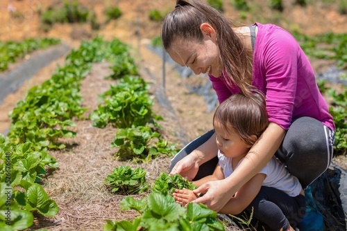 Wallpaper Mural A mother and child in the garden growing vegetables. Kids learning about agriculture and farming. Torontodigital.ca
