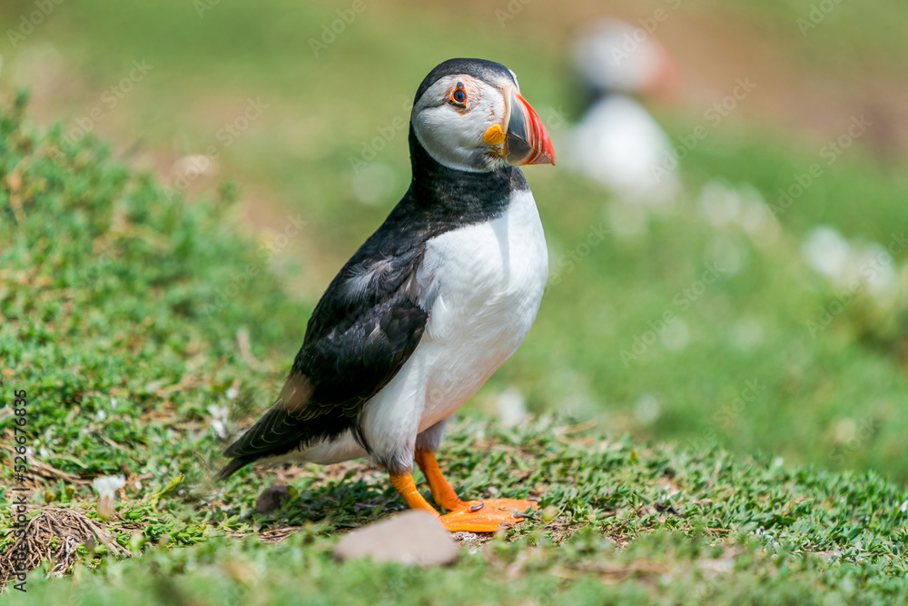 Obraz premium Atlantic puffin (Fratercula arctica) on Skomer Island, Wales.