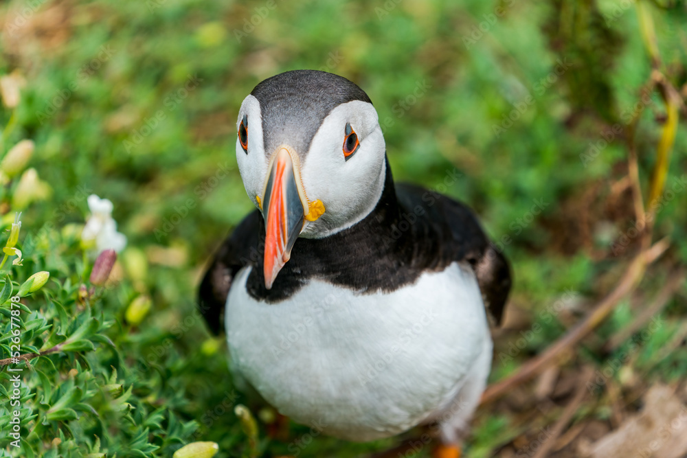 Naklejka premium Atlantic puffin (Fratercula arctica) on Skomer Island, Wales.