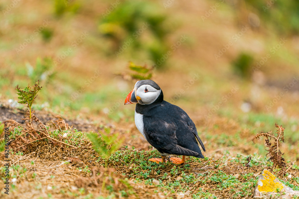 Fototapeta premium Atlantic puffin (Fratercula arctica) on Skomer Island, Wales.