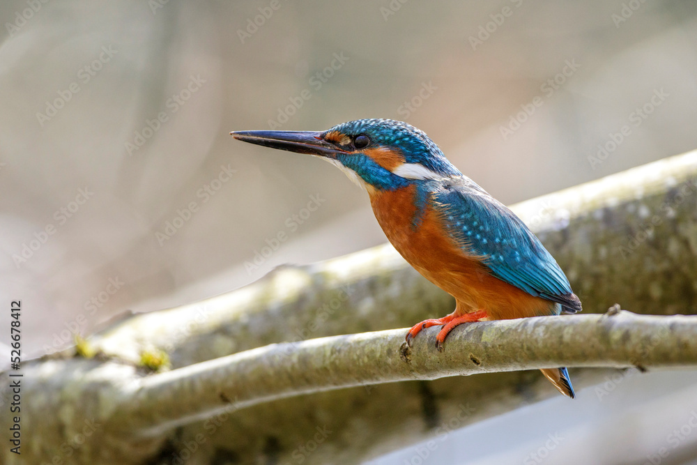 Fototapeta premium Eisvogel (Alcedo atthis) Männchen