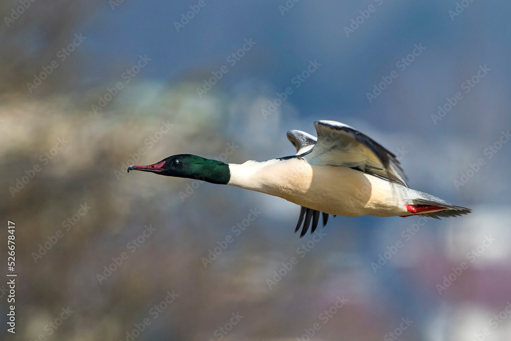 Obraz premium Gänsesäger (Mergus merganser) Männchen