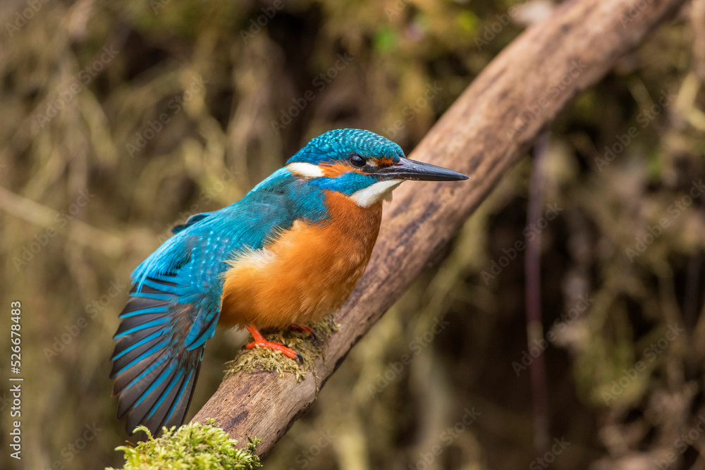 Fototapeta premium Eisvogel (Alcedo atthis) Männchen