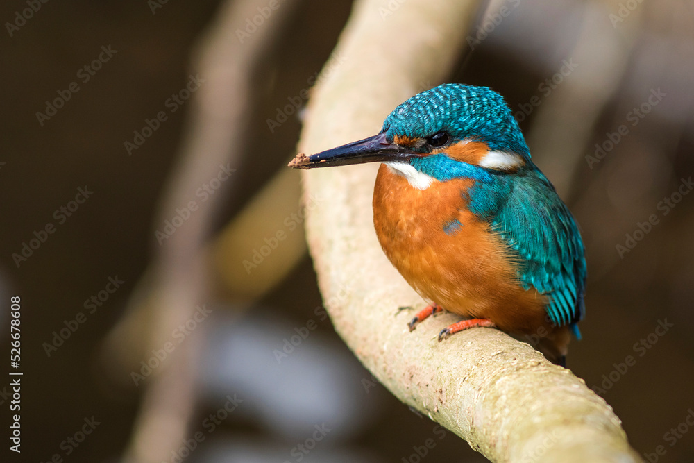 Fototapeta premium Eisvogel (Alcedo atthis) Männchen