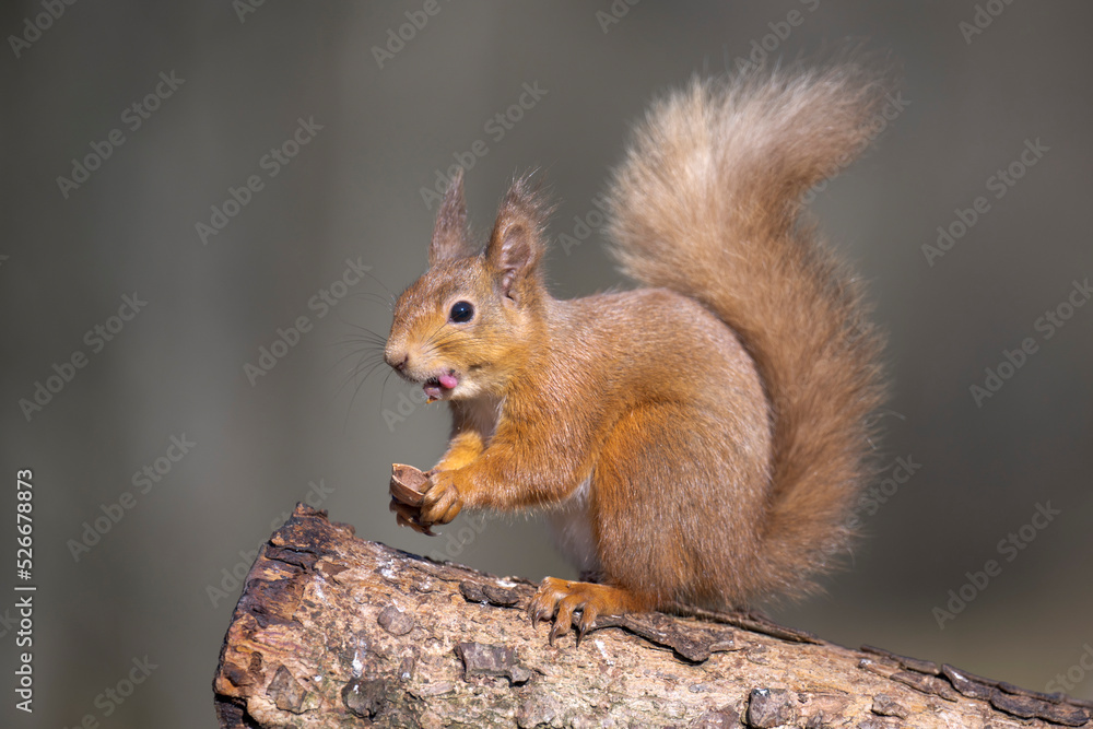 Red squirrel (Sciurus vulgaris) feeding outdoors Red squirrel (Sciurus vulgaris) feeding outdoors