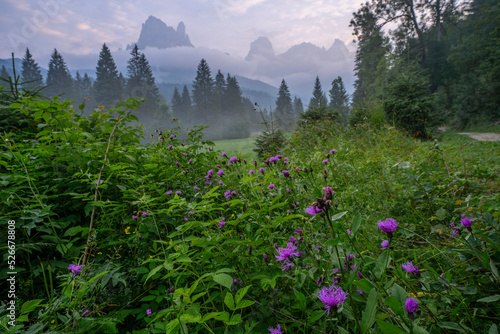 Italy, Trentino-Alto Adige, Wildflowers blooming in Val Canali at dawn