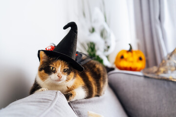 Multicolored cat lying on the gray couch in witch hat with decorative Halloween Jack o lantern pumpkin on the background. Autumn, fall holidays home decoration. Halloween animals. Selective focus.
