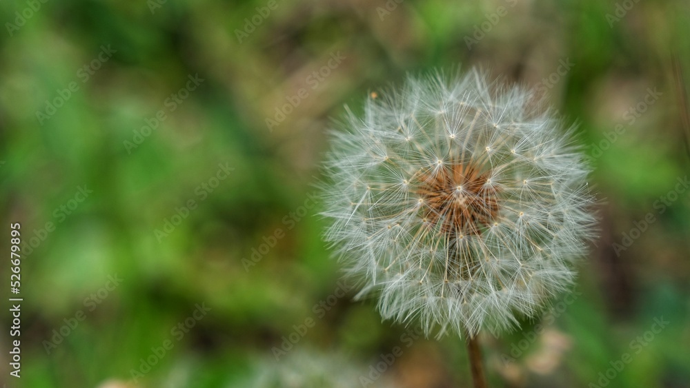 Dandelion flower.