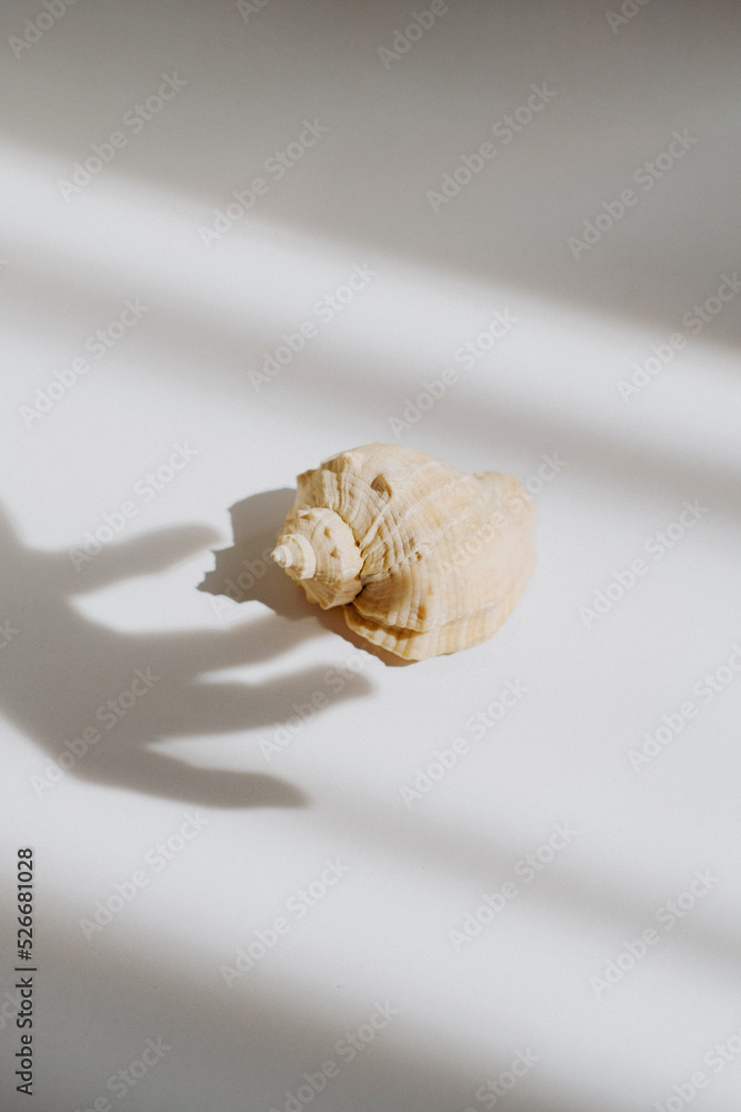 Isolated natural shell on a white table. Light and shadow of the hand in the frame. Concept visual. Creative content for blogs, social networks. Still life modern composition. Minimalistic, simplicity Isolated natural shell on a white table. Light and shadow of the hand in the frame. Concept visual. Creative content for blogs, social networks. Still life modern composition. Minimalistic, simplicity