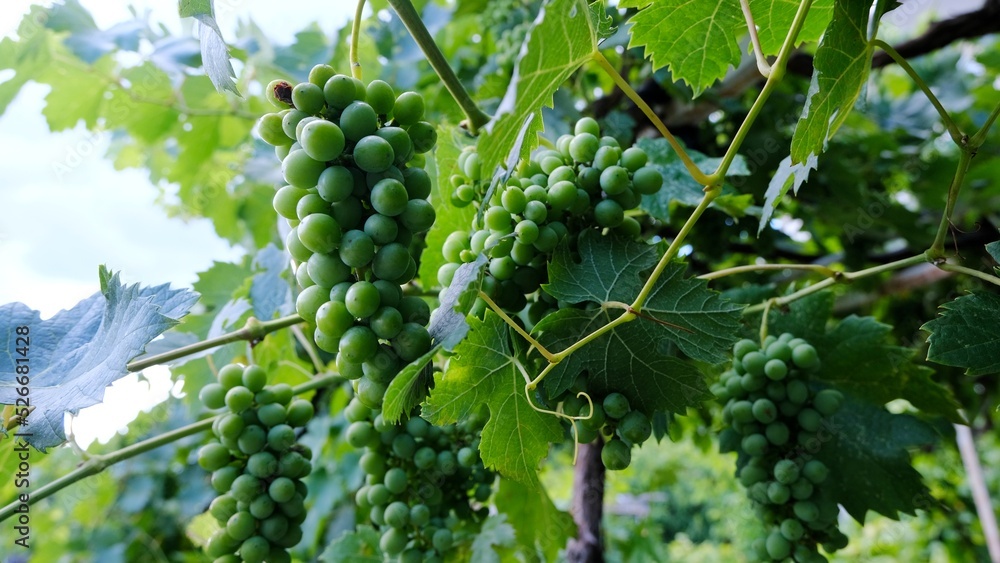 Bunch of grapes on a tree branch.