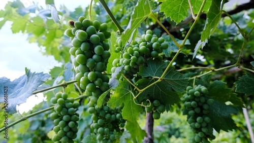 Bunch of grapes on a tree branch.