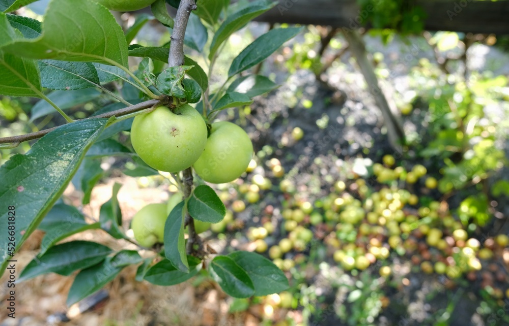 Apple, Apple tree. Green apple.