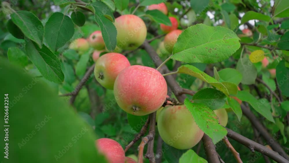 Delicious red apples close up hanging from a tree branch in an apple orchard. Selective focus Delicious red apples close up hanging from a tree branch in an apple orchard. Selective focus