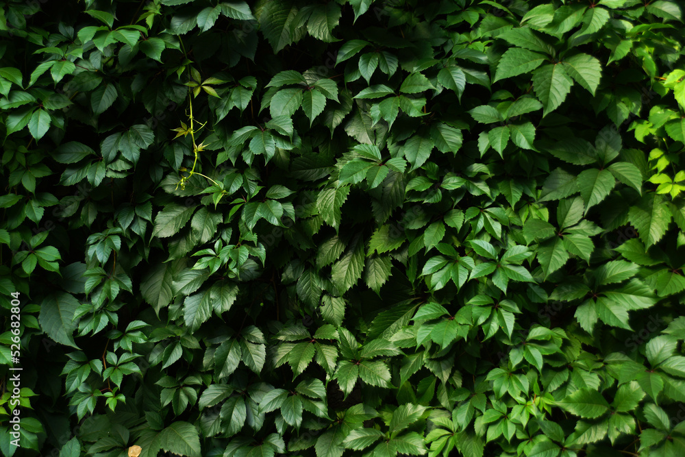Green leaves pattern background. Parthenocissus