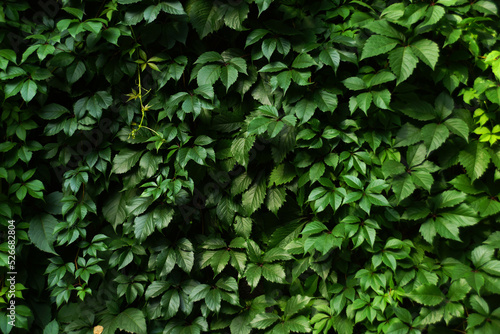 Obraz na płótnie Green leaves pattern background. Parthenocissus w salonie