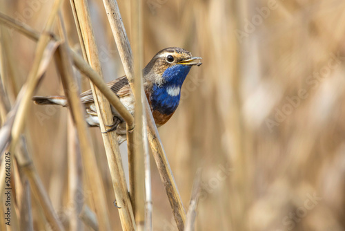 Weißsterniges Blaukehlchen (Luscinia svecica) Männchen photo