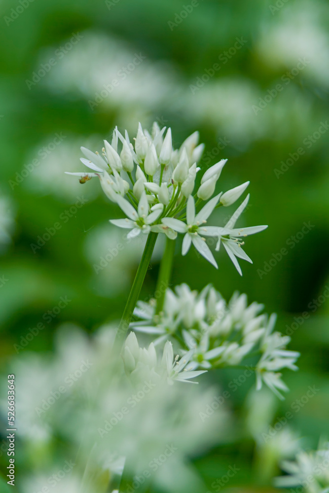 Bärlauchblüte (Allium ursinum) Bärlauchblüte (Allium ursinum)