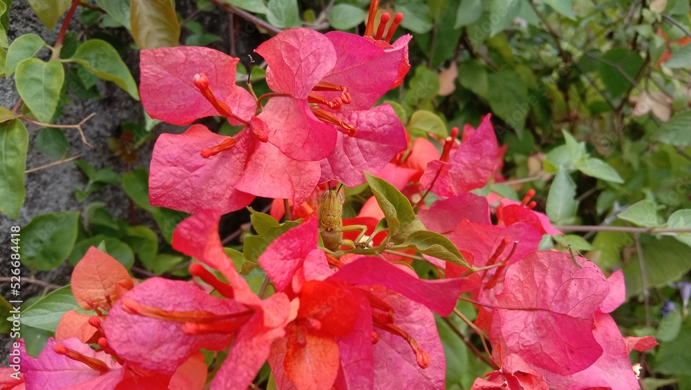 Red Bougainvillea Flowers with Grasshopper Red Bougainvillea Flowers with Grasshopper