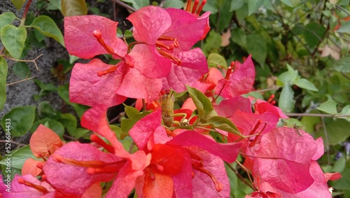 Red Bougainvillea Flowers with Grasshopper