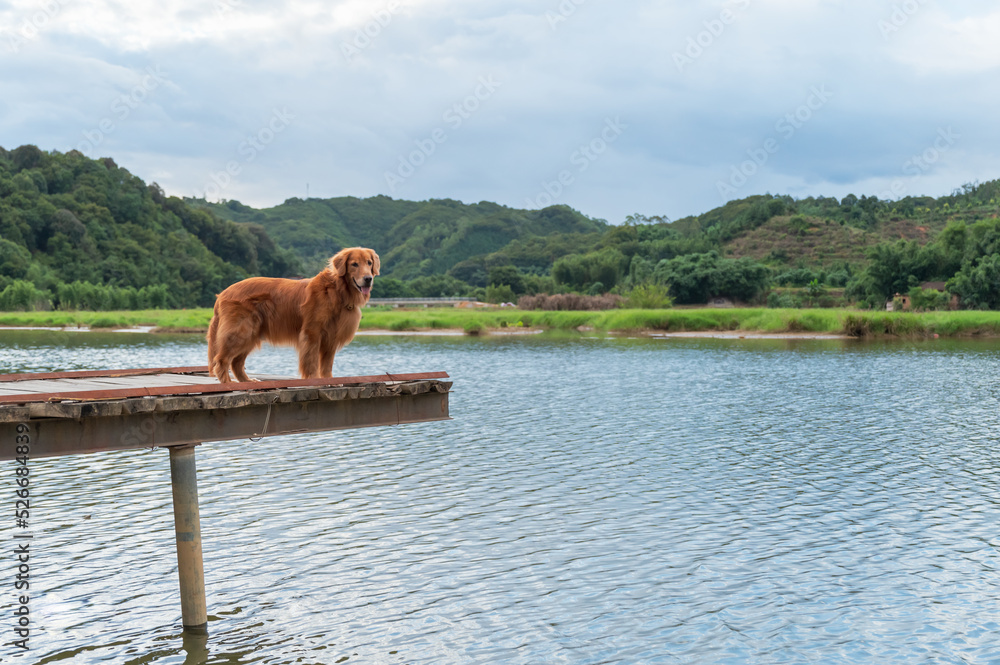Golden Retriever standing on a wooden pier by the lake