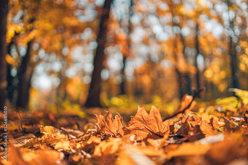 Abstract soft focus sunset leaves landscape of yellow golden forest warm sunset sunrise time. Tranquil autumn nature closeup and blurred forest background. Idyllic nature foliage, tranquil scenic Abstract soft focus sunset leaves landscape of yellow golden forest warm sunset sunrise time. Tranquil autumn nature closeup and blurred forest background. Idyllic nature foliage, tranquil scenic