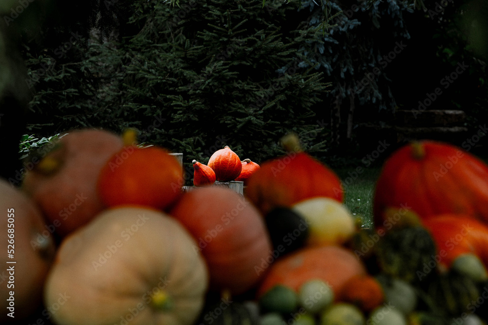 Naklejka premium Halloween - dynie w ogrodzie - jesień