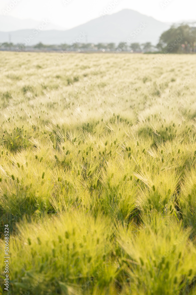 sand dunes and grass sand dunes and grass