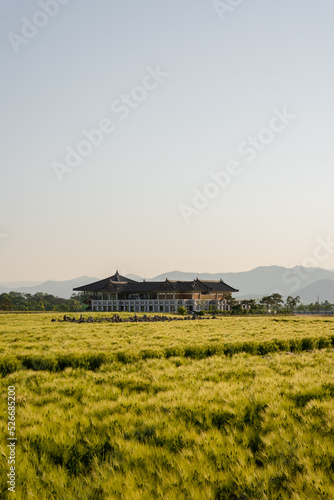 rice field in island