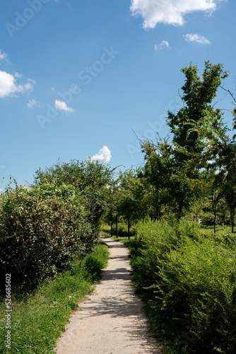 path in the forest