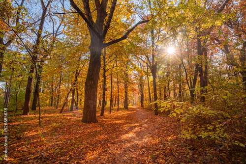 Beautiful trail in autumn forest. Sunshine through the trees. Autumn leaves, gold yellow orange vivid colors. Fall adventure background, nature freedom tranquil foliage. Peaceful sunny landscape path
