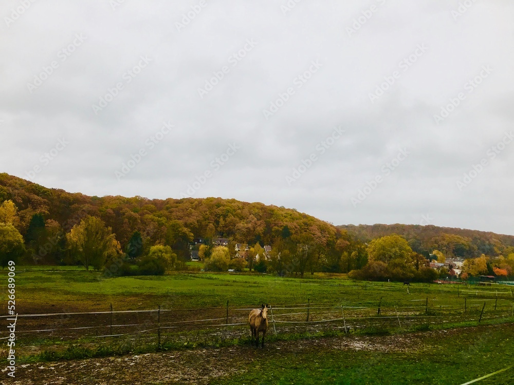 Fototapeta premium Automne forestier