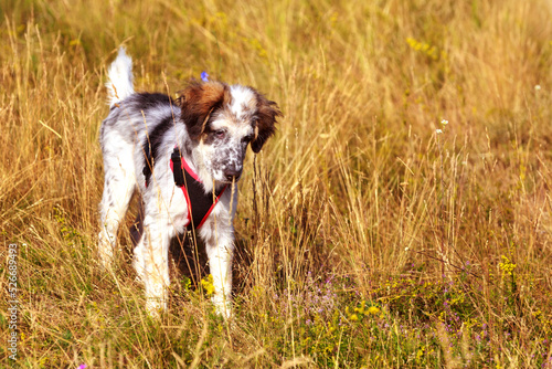 Puppy dog standing in yellow grass