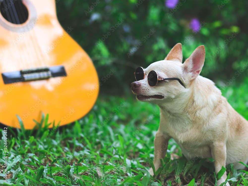 happy brown short hair chihuahua dog wearing sunglasses sitting with acoustic guitar on green grasses in the garden, looking away curiously.